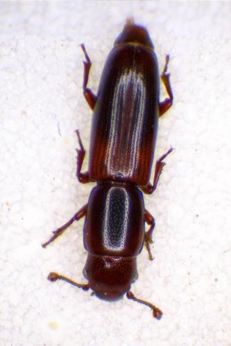 Réf. 318 060 : Rhizophagus nitidulus